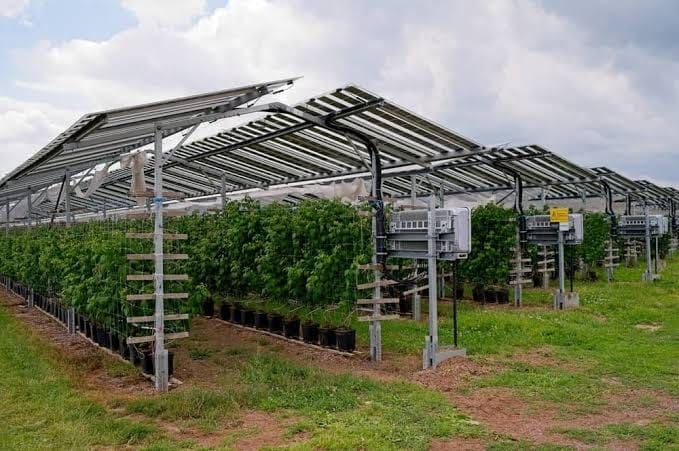 Agrivoltaics Cerdas: Ketika Energi Terbarukan Bertemu Pertanian Digital